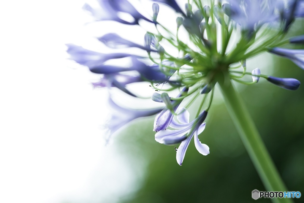 夏の花: