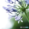 夏の花: