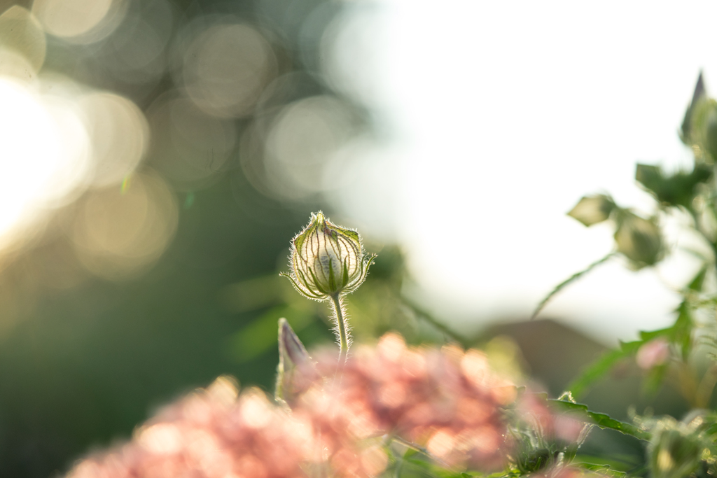 夢で逢えたら ﾟ By Ka In Id 写真共有サイト Photohito