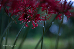 red spiderlily: