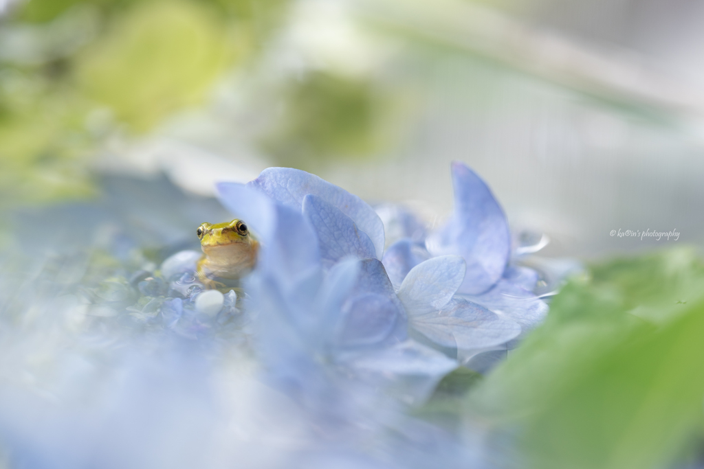 紫陽花のプール.
