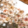 桜舞う