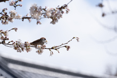 嘴に花を❁*.ﾟ