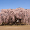 見守る桜.