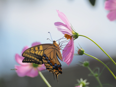  Butterfly & flower