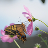  Butterfly & flower