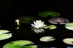 梅雨の池