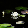 梅雨の池