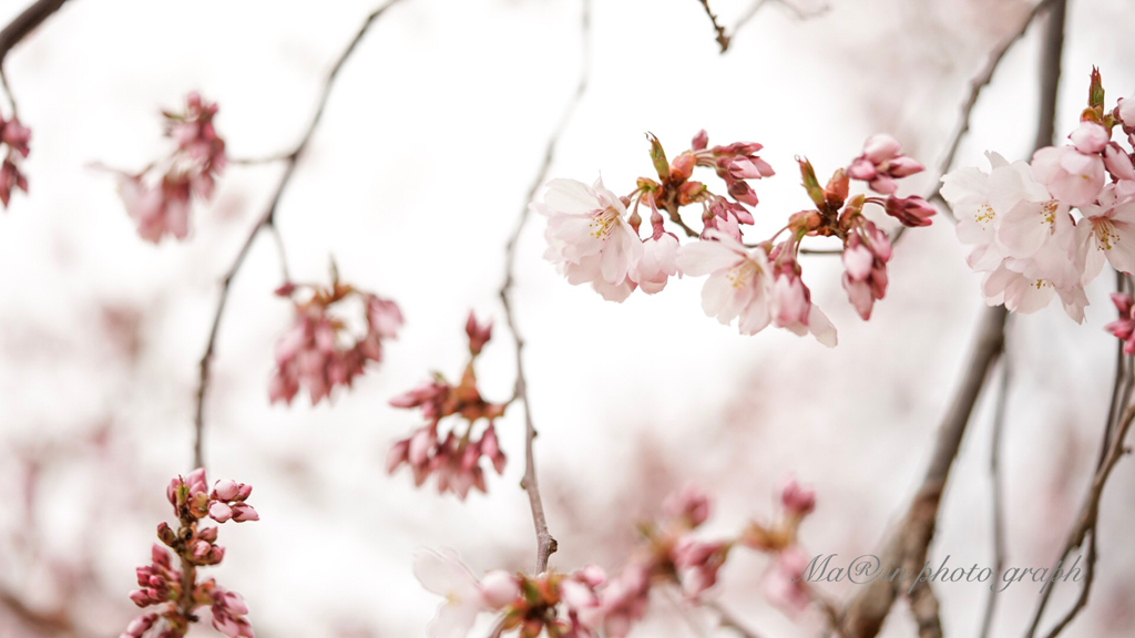 サクライロ◡̈⃝