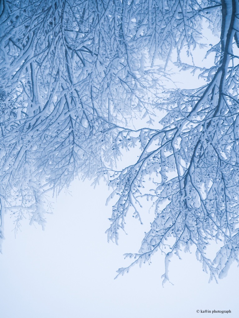 弥生の雪*