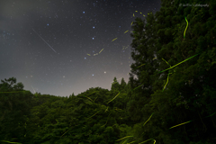 蛍の里に降る流れ星⭐︎