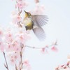冬来りなば•*¨*•.¸¸♬