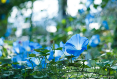 夏の面影❁*.ﾟ