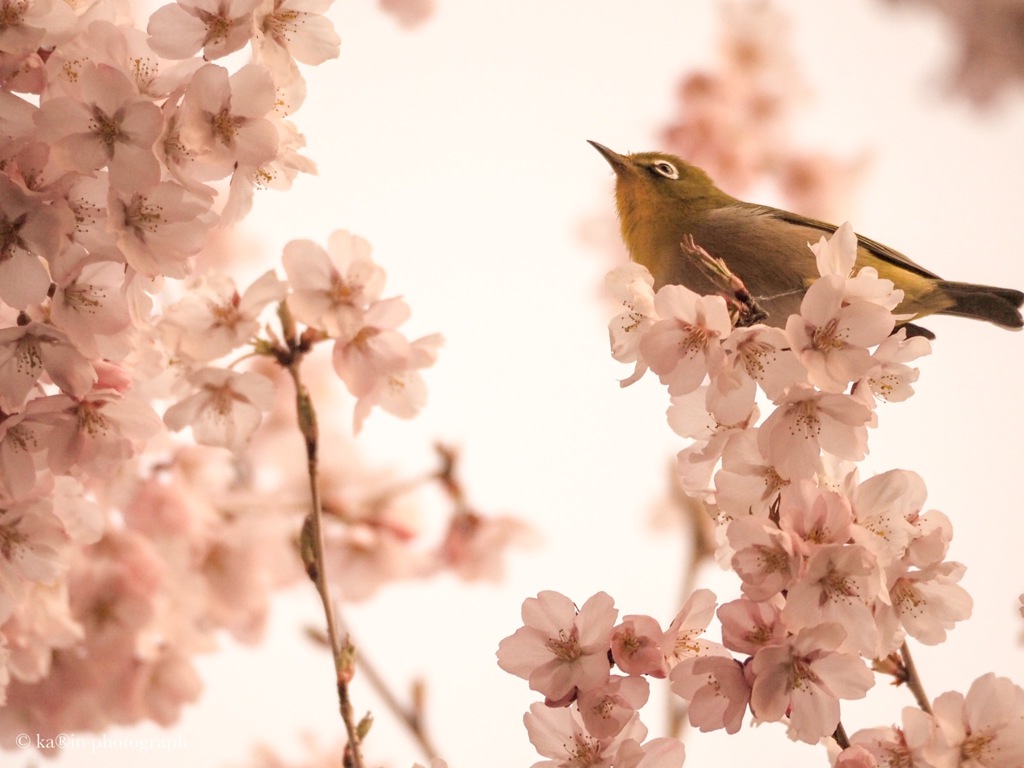 ソラを仰ぎ ❁