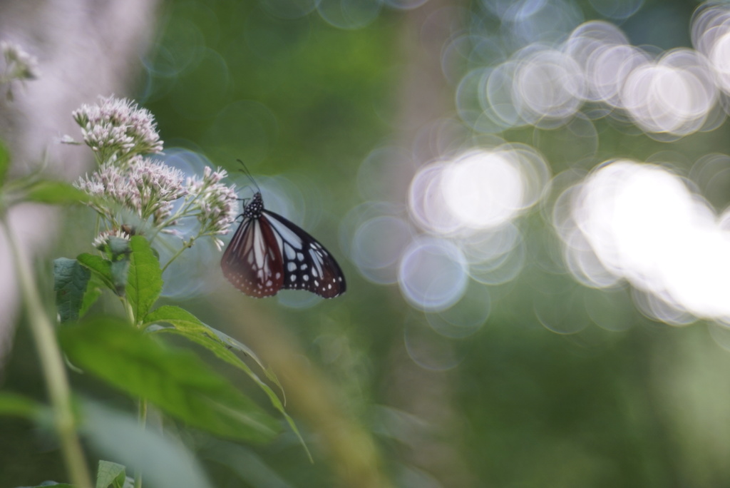In the forest: