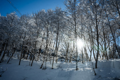 春の雪