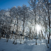 春の雪