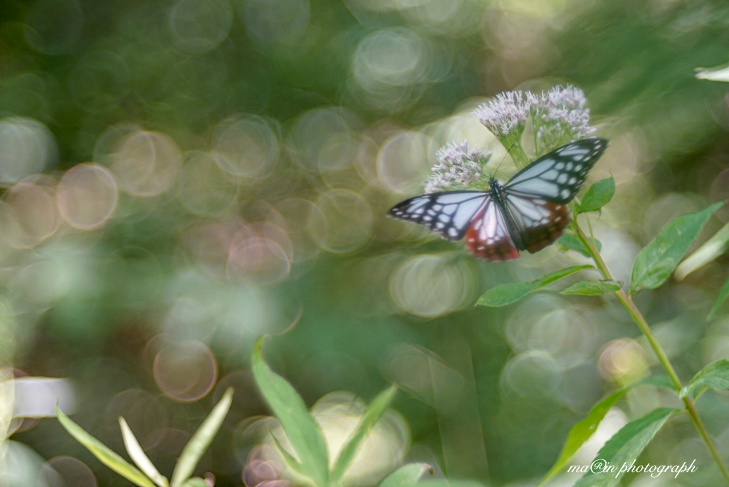 In the forest: