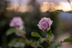 夕暮れを待つ♡
