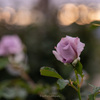 夕暮れを待つ♡