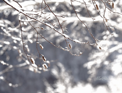 雪