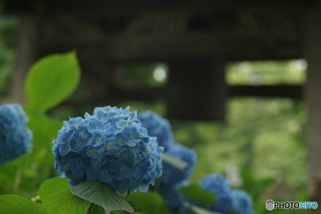 紫陽花寺