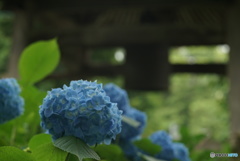 紫陽花寺