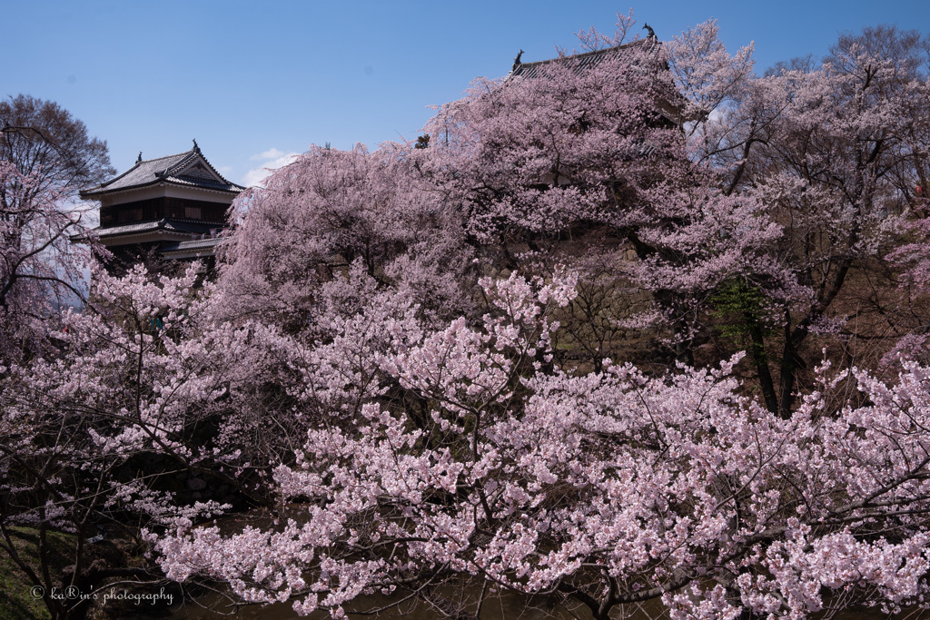 桜が薫る゜:。* ゜.