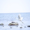 はるの海❁⃘*.ﾟ