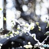 snow•*¨*•.¸¸