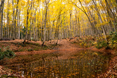 Pond in the autumn