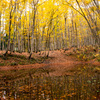 Pond in the autumn