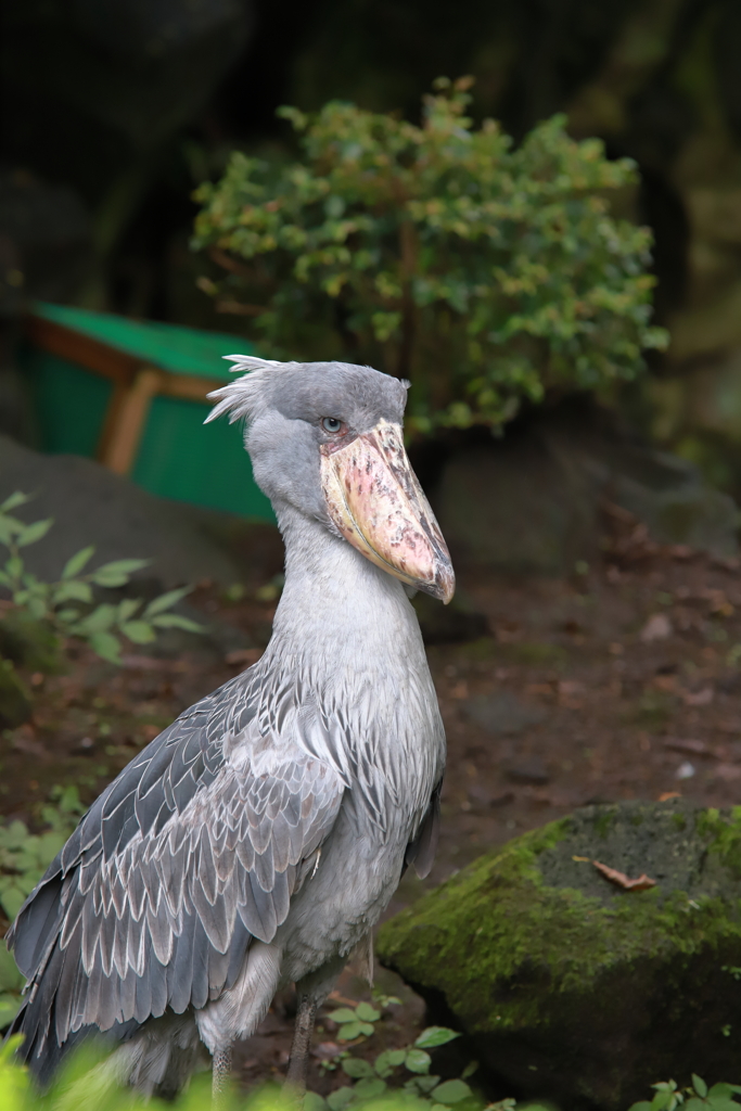 世界最長老ハシビロコウ