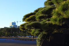 お堀の松