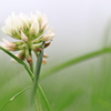 シロツメクサ