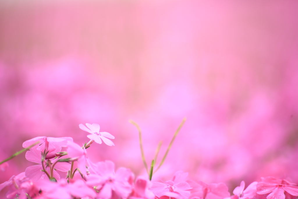 芝桜