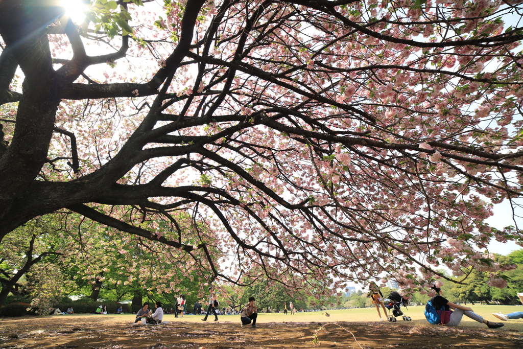 八重桜