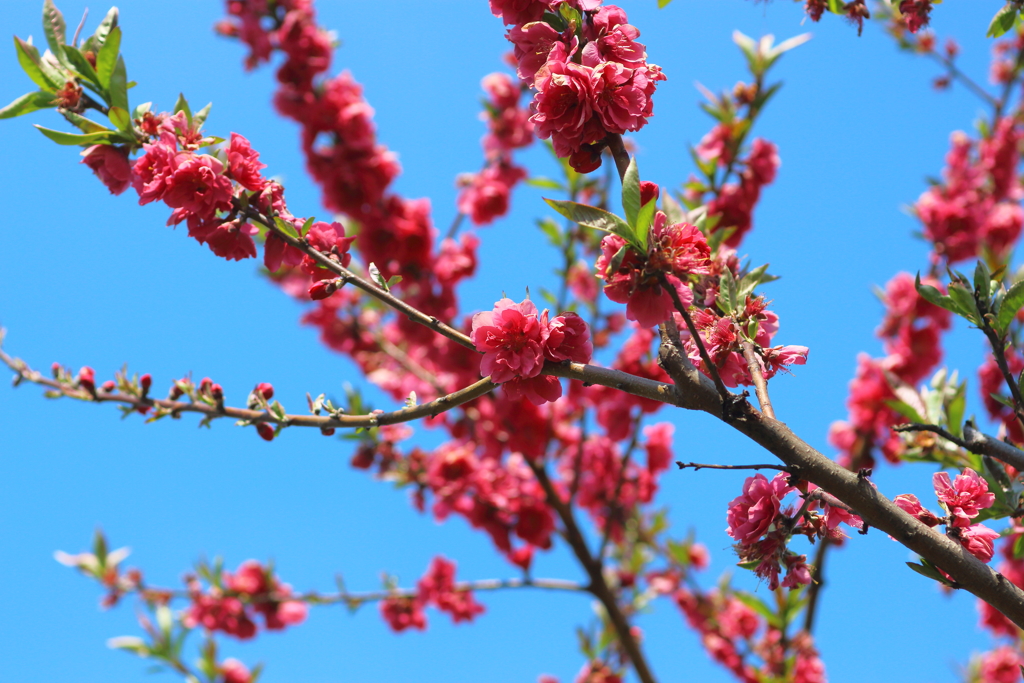 桜？