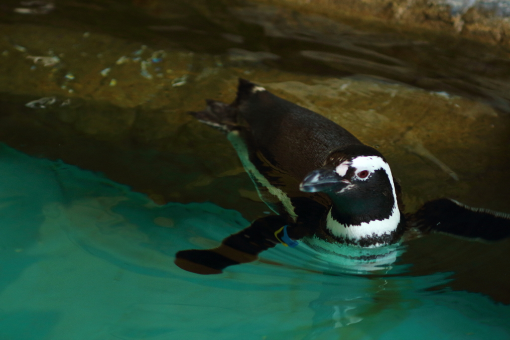 ペンギン