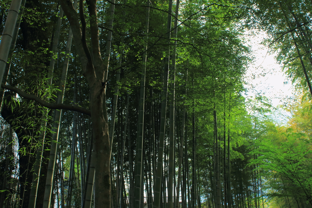 竹林～修善寺～