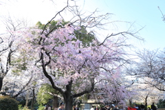 枝下桜