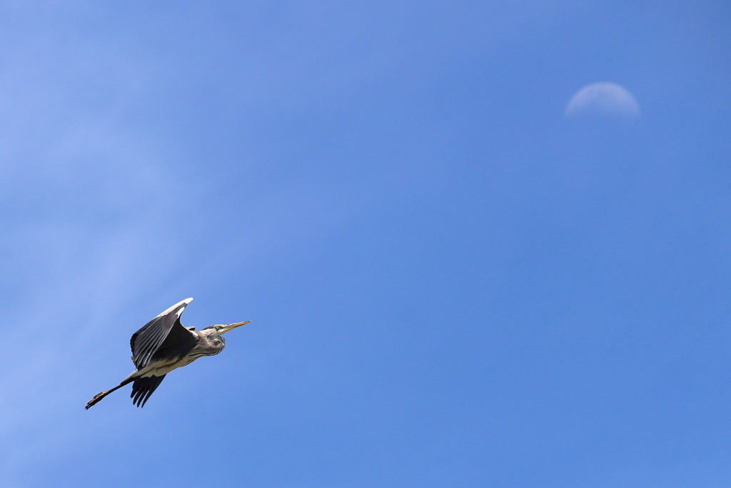 Fly me to the Moon.