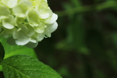 梅雨時