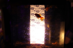燈る金魚
