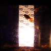 燈る金魚