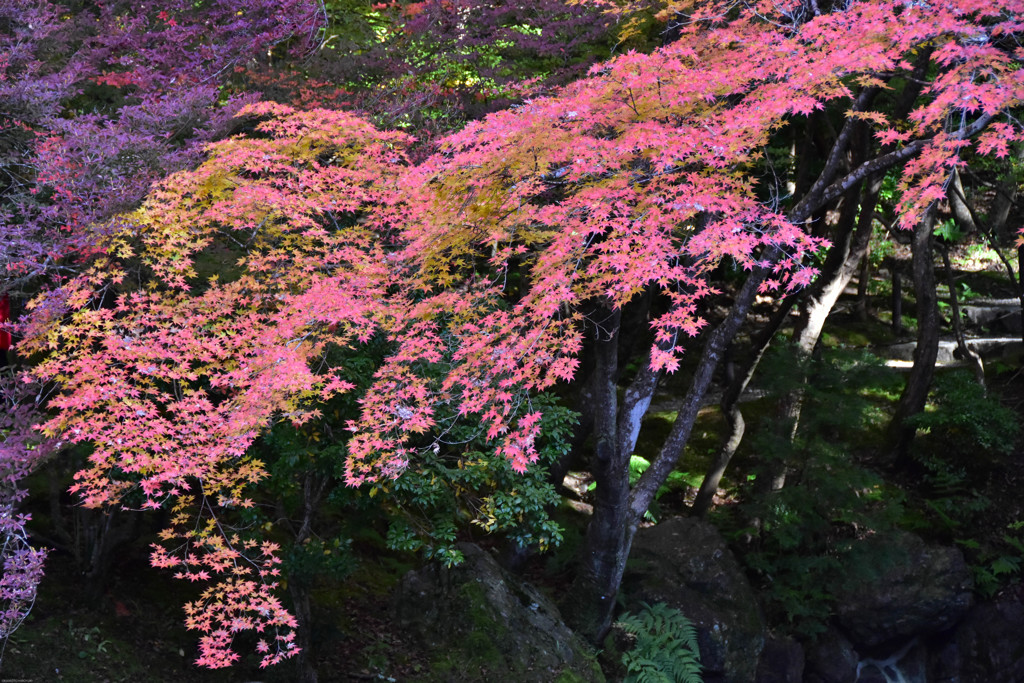 醍醐寺
