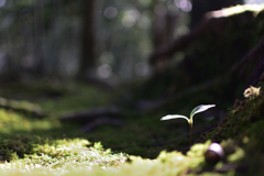 芽生え