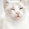 眠~ ~ ~いんです