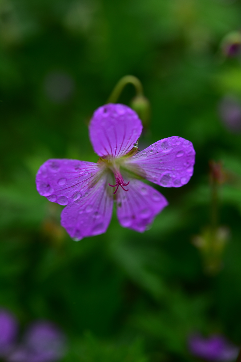 雨中でびしょびしょのハクサンフウロ