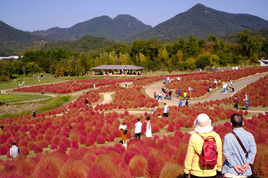 まんのう公園　コキア